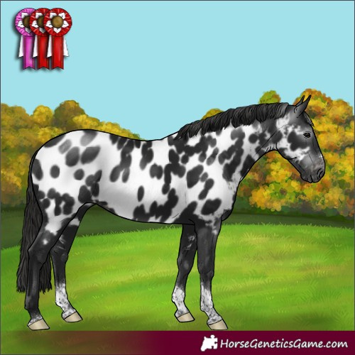 Horse Color:Gray Smoky Black Sabino Tobiano Near Leopard Rabicano 