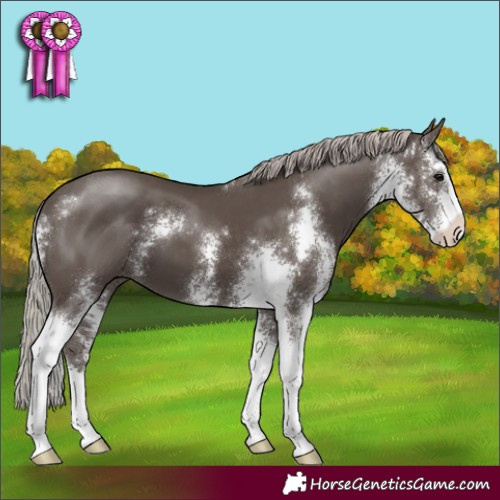 Horse Color:Silver Black Sabino 