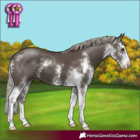 Horse Color:Silver Black Sabino 