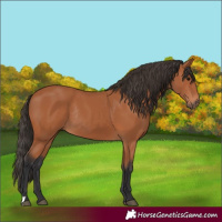 Horse Color:Bay Rabicano 