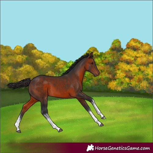 Horse Color:White Spotted Bay 