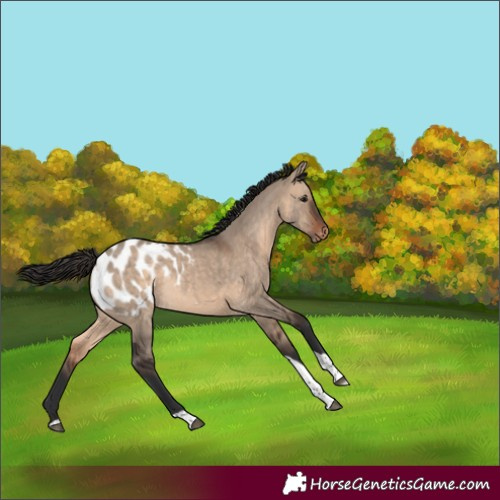 Horse Color:Brown Dun Tobiano Blanket Rabicano 