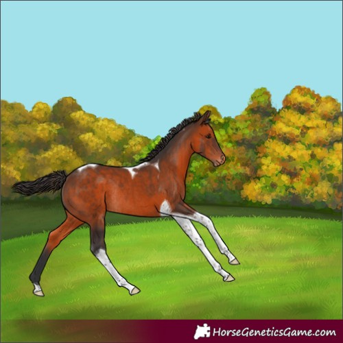 Horse Color:Brown Tobiano Appaloosa Rabicano 