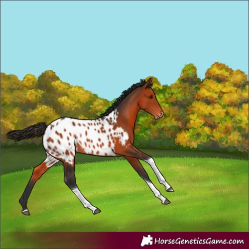 Horse Color:Bay Tobiano Appaloosa Rabicano 