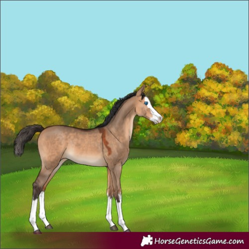 Horse Color:White Spotted Bay Dun Splash Rabicano 