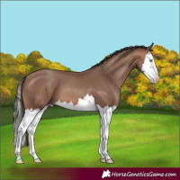 Horse Color:Sable Champagne Splash 