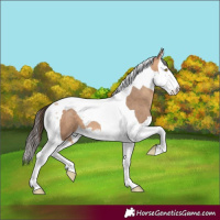 Horse Color:Amber Champagne Splash Tobiano 