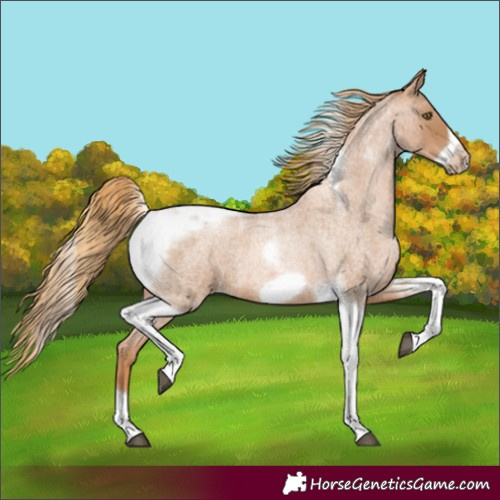 Horse Color:Red Roan Pearl Tobiano Frame 