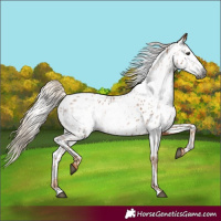Horse Color:Gray Chestnut Appaloosa 