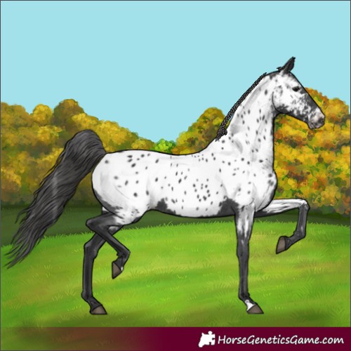 Horse Color:Black Appaloosa Rabicano 