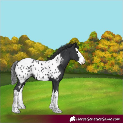 Horse Color:Black Splash Near Leopard