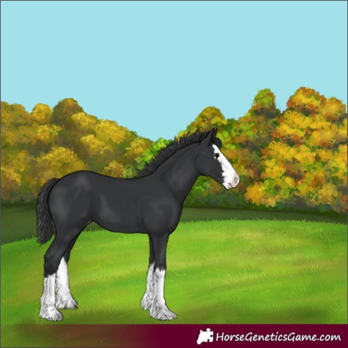 Horse Color:Black Splash Varnish 