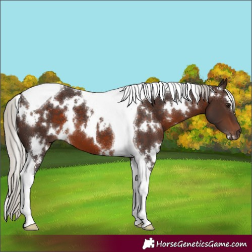 Horse Color:White Spotted Silver Brown Tobiano 