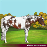 Horse Color:White Spotted Silver Brown Tobiano 