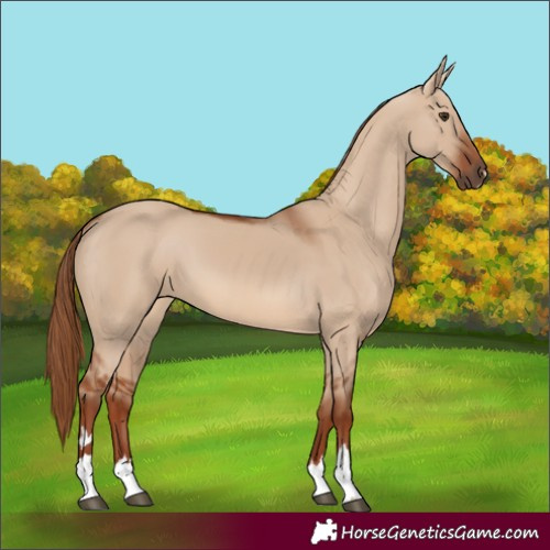 Horse Color:Red Dun 