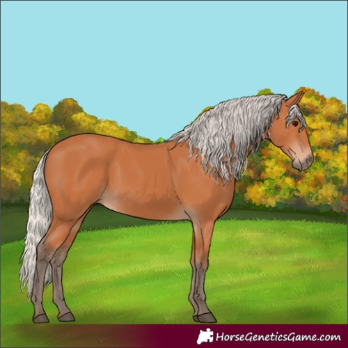 Horse Color:Silver Bay 