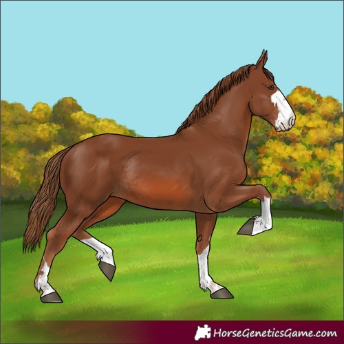 Horse Color:Chestnut Rabicano