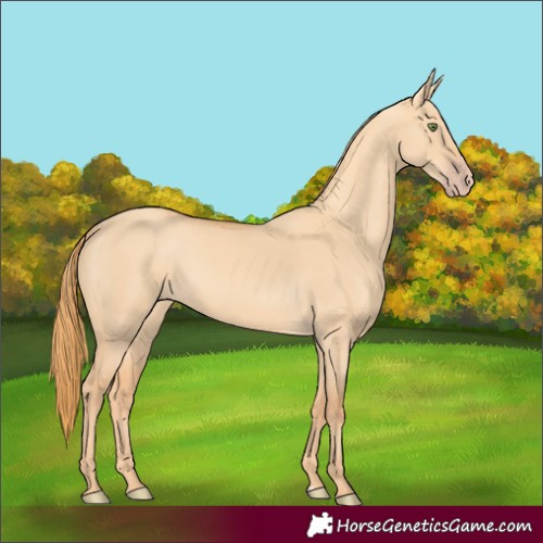 Horse Color:Gold Champagne Dun
