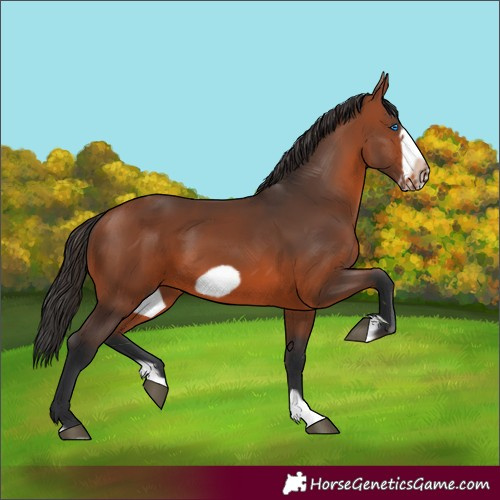 Horse Color:Bay Splash Frame 