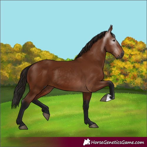 Horse Color:Gray Bay 