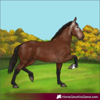 Horse Color:Gray Bay 