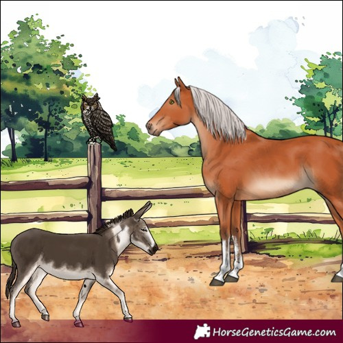 Horse Color:White Spotted Silver Bay 