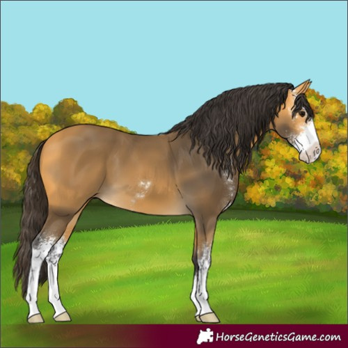 Horse Color:Buckskin Sabino 