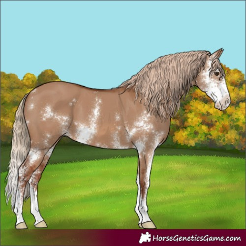 Horse Color:Red Dun Sabino 
