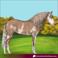 Horse Color:Red Dun Sabino 