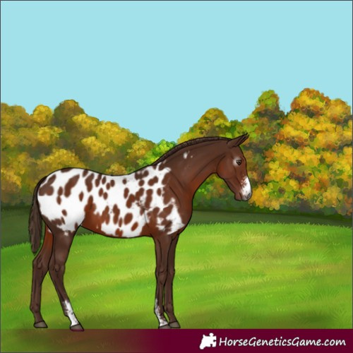 Horse Color:Gray Chestnut Sabino Near Leopard Rabicano 