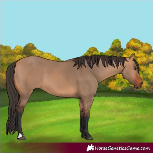 Horse Color:Bay Dun 