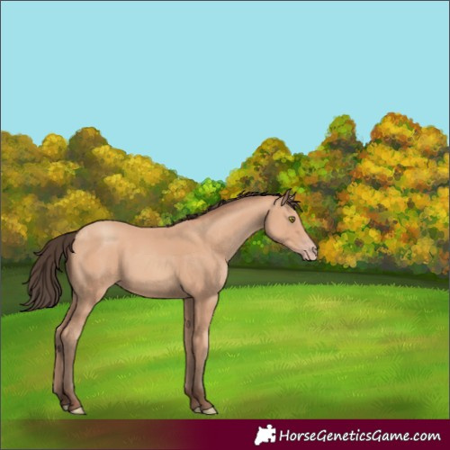 Horse Color:Amber Champagne 