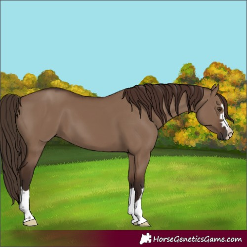 Horse Color:Liver Red Dun 