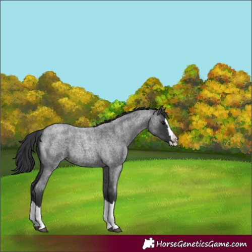 Horse Color:Blue Roan Splash 