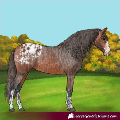 Horse Color:Bay Appaloosa  and Bay Appaloosa 