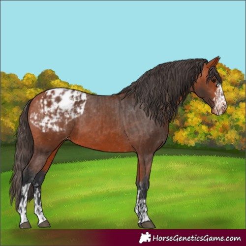Horse Color:Bay Appaloosa  and Bay Appaloosa 