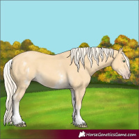 Horse Color:White Spotted Gold Cream Champagne 