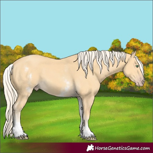 Horse Color:White Spotted Gold Cream Champagne 