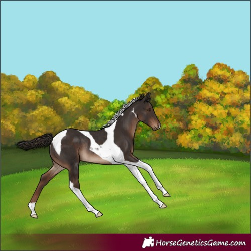Horse Color:Liver Chestnut Tobiano Rabicano 