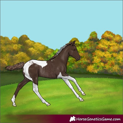 Horse Color:Liver Chestnut Tobiano Rabicano 