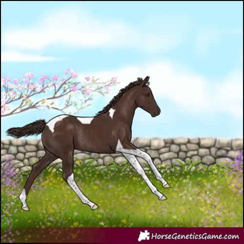 Horse Color:Liver Chestnut Tobiano Rabicano 