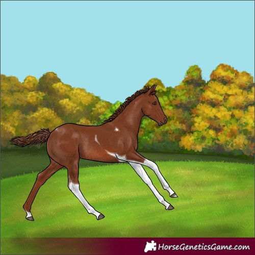 Horse Color:Chestnut Tobiano Rabicano 