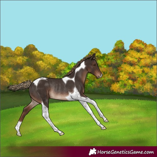Horse Color:Liver Chestnut Tobiano Rabicano 