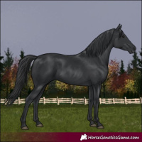 Horse Color:Black 