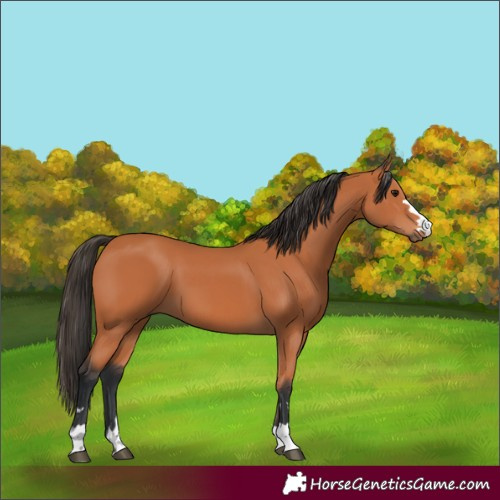 Horse Color:Bay 
