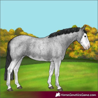 Horse Color:Blue Roan Splash 