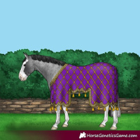 Horse Color:Blue Roan Splash 