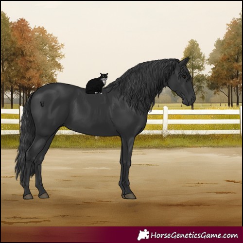 Horse Color:Black 