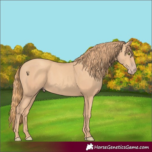 Horse Color:Gold Champagne 