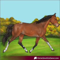Horse Color:Bay Tobiano Rabicano